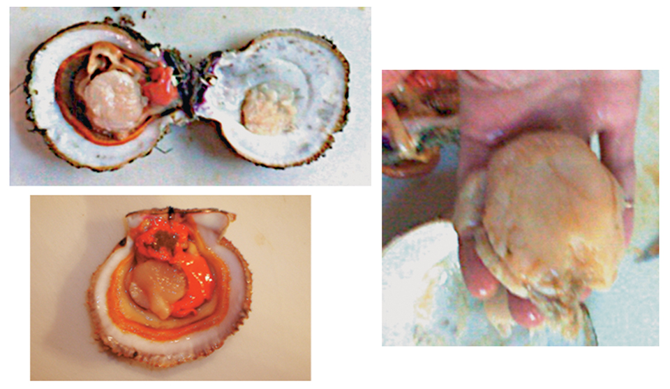 Article image for Alaska’s purple-hinge rock scallops considered for aquaculture development