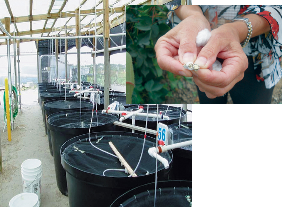 Article image for Glandless cottonseed meal replaces fishmeal in shrimp diet research