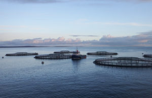 Scottish salmon leaders face mounting scrutiny, government inquiry