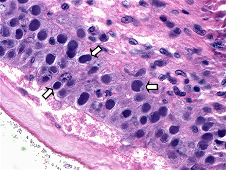 Article image for New WSSV, TSV genotypes identified in Saudi Arabia