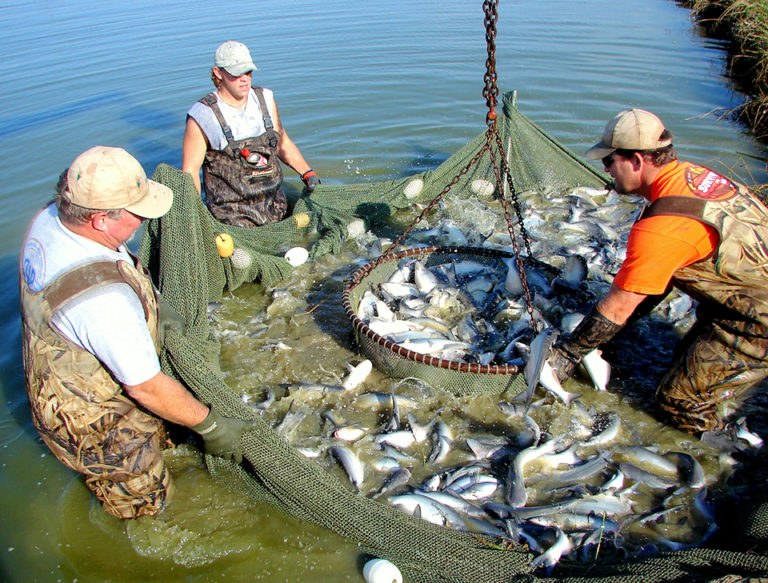 Article image for Blue catfish outproduce channel catfish under low-D.O. conditions