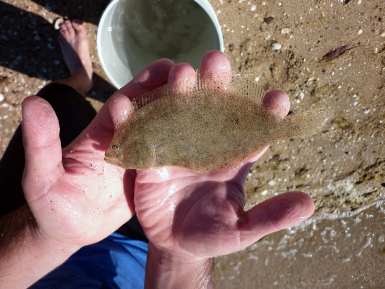 Article image for Studies identify aquaculture potential for Cortez flounders