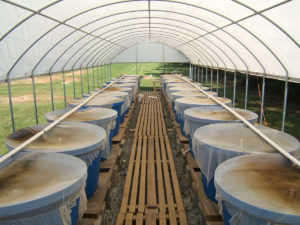 View of the outdoor, green water tanks used in the study.