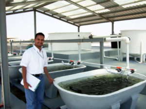 Tilapia aquaculture in Saudi Arabia
