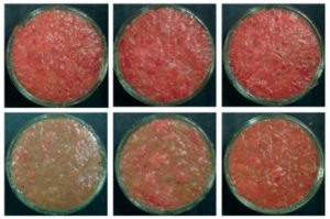 Mushroom feed additive stabilizes lipid, color of yellowtail meat