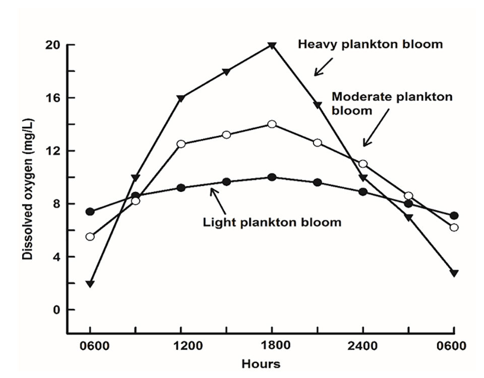 Fig. 1: Patrón diario de concentración de oxígeno disuelto (OD) en estanques con abundancia de fitoplancton baja, moderada y alta.