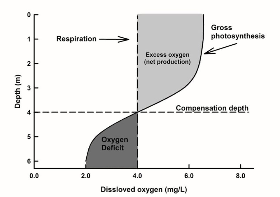 Fig. 2: Illustration of the compensation depth in a pond.