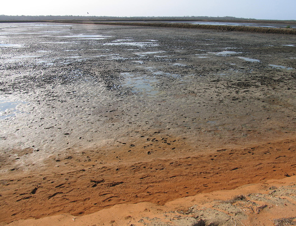 Article image for Reactions between pond bottom soil, water