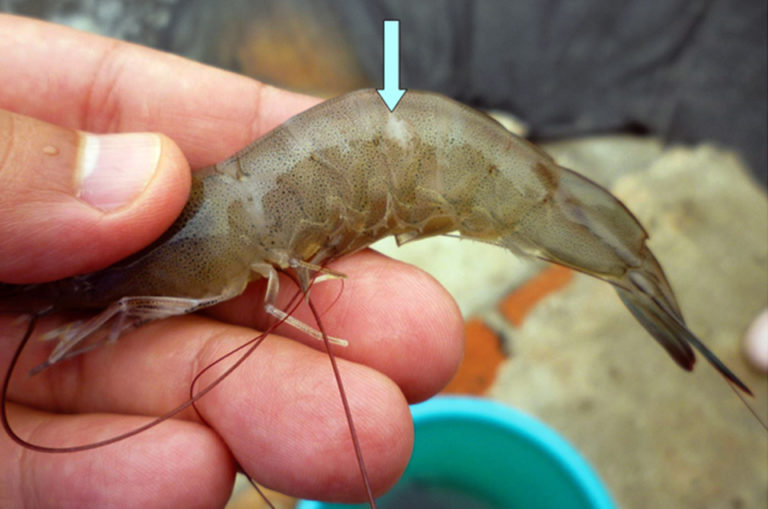 Article image for New procedure controls TSV in white shrimp