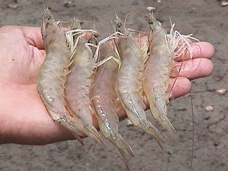 Article image for Botanical extracts improve productivity of shrimp, pangasius
