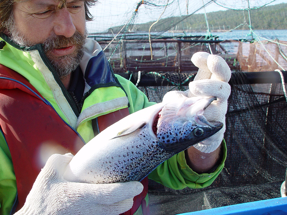 Article image for Developing a breeding program for Tasmanian salmon