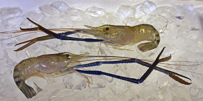 Article image for Post-harvest quality of freshwater prawns, part 1