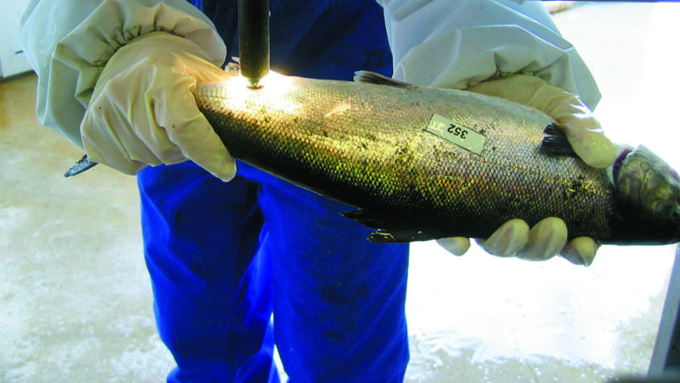 Article image for Innovative techniques achieve more cost-efficient salmon selective breeding