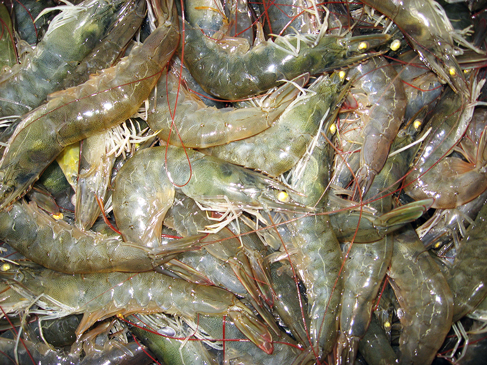 Article image for Europeans need a new shrimp narrative