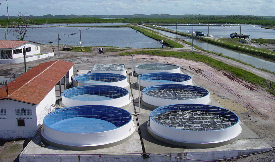 Article image for Brazil’s intensive shrimp nursery systems improve PL management, grow-out ponds