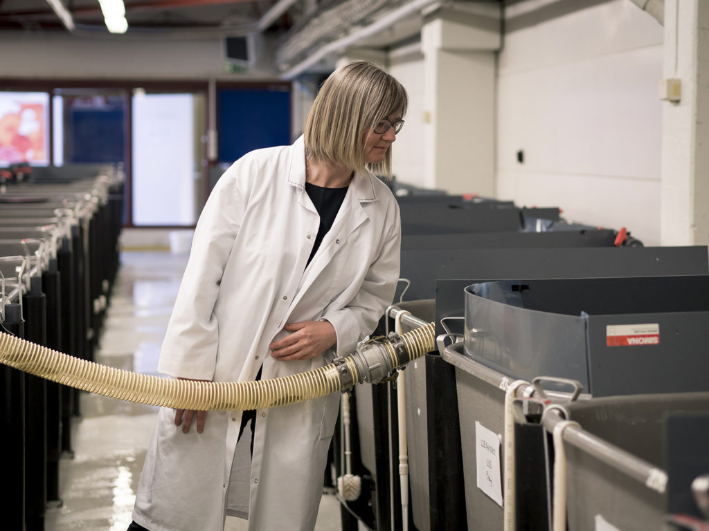 Article image for AquaGen CEO: Genomics are transforming aquaculture