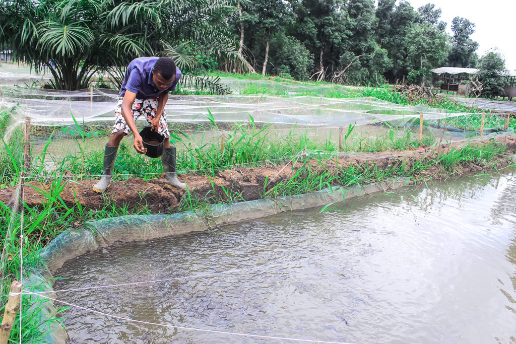 Article image for From small fry to big fish for Nigerian catfish farmer 