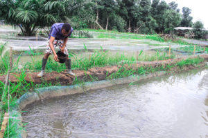 From small fry to big fish for Nigerian catfish farmer 