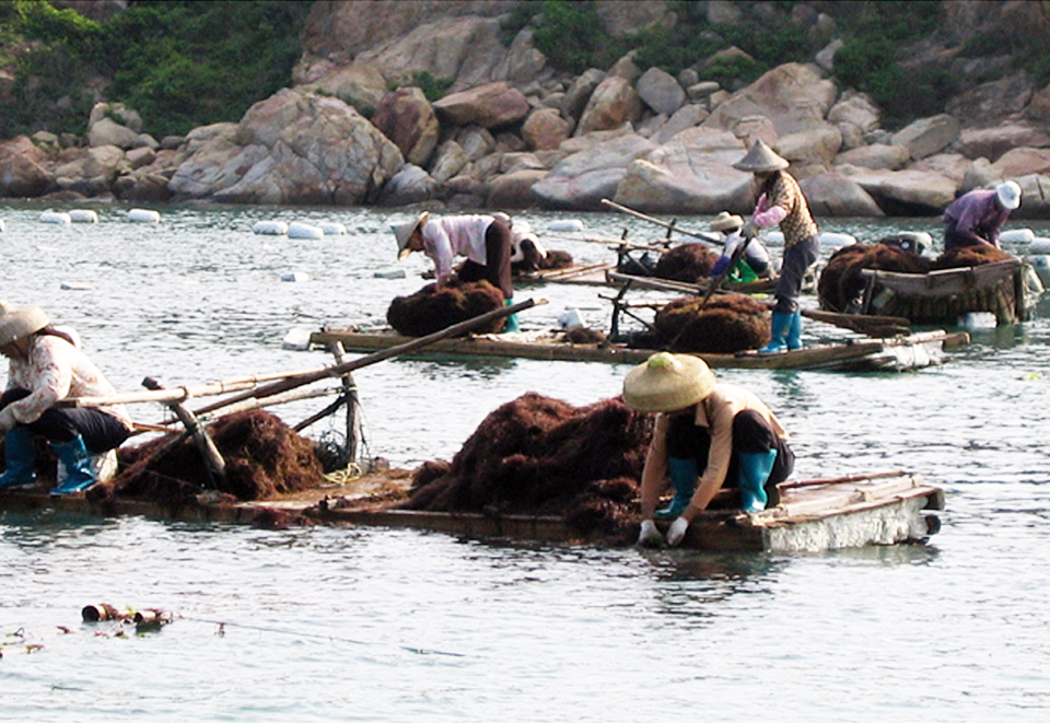 Article image for Gracilaria cultivation can provide bioremediation in Chinese mariculture