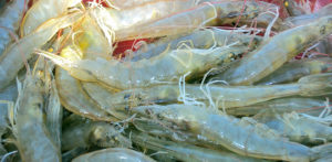 Genetics key to understanding shrimp growth rates