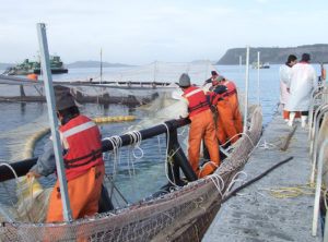 salmon farmers