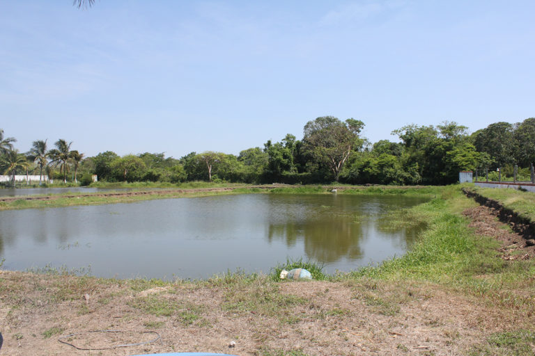 Article image for Treatment of shrimp hatchery effluents