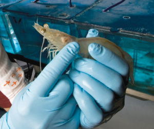 Biofloc: novel sustainable ingredient for shrimp feed