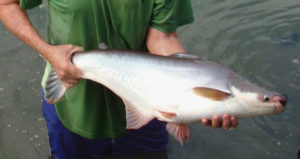 advances in fish hatchery