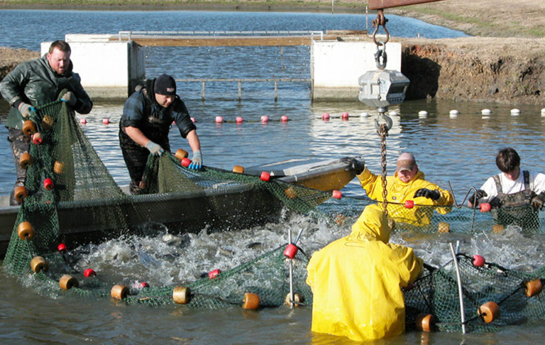 Article image for High-density split-pond systems offer high output, low maintenance