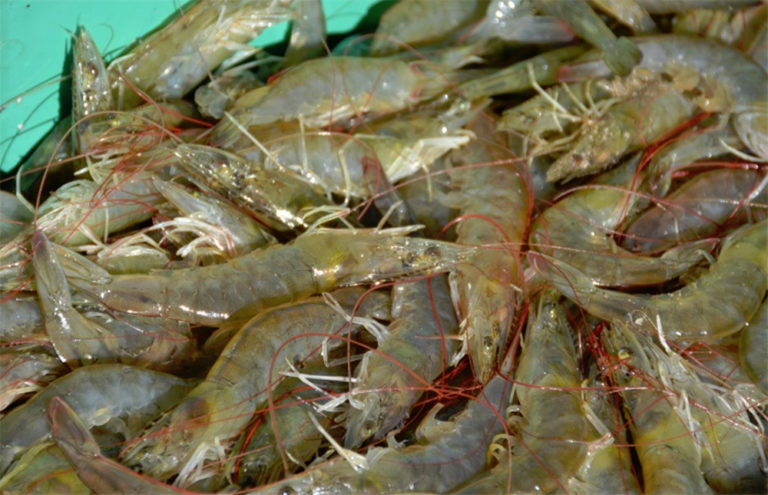 Article image for Intensive production of Pacific white shrimp in a photo-heterotrophic, hypersaline system, part 2