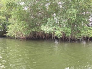 shrimp farming in Ecuador