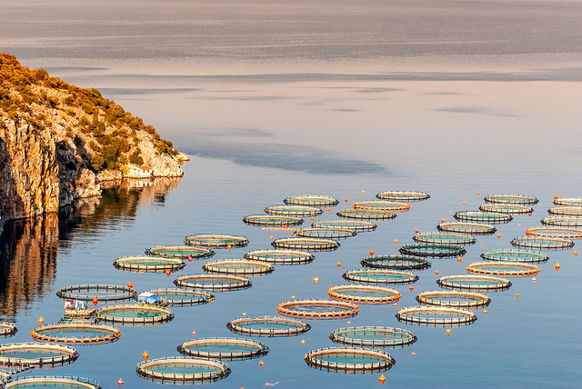 Featured image for James Wright and the Most Asked Aquaculture Question