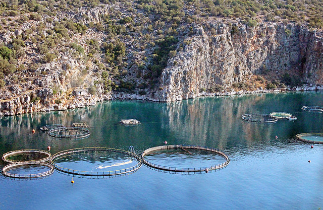 Featured image for Barton Seaver and the Most Asked Aquaculture Question