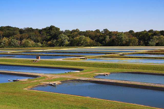 Featured image for Scott Nichols and the Most Asked Aquaculture Question