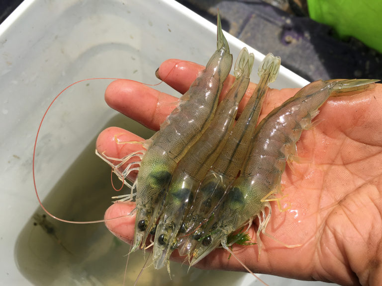 Article image for Global shrimp production review and forecast: Steady growth ahead