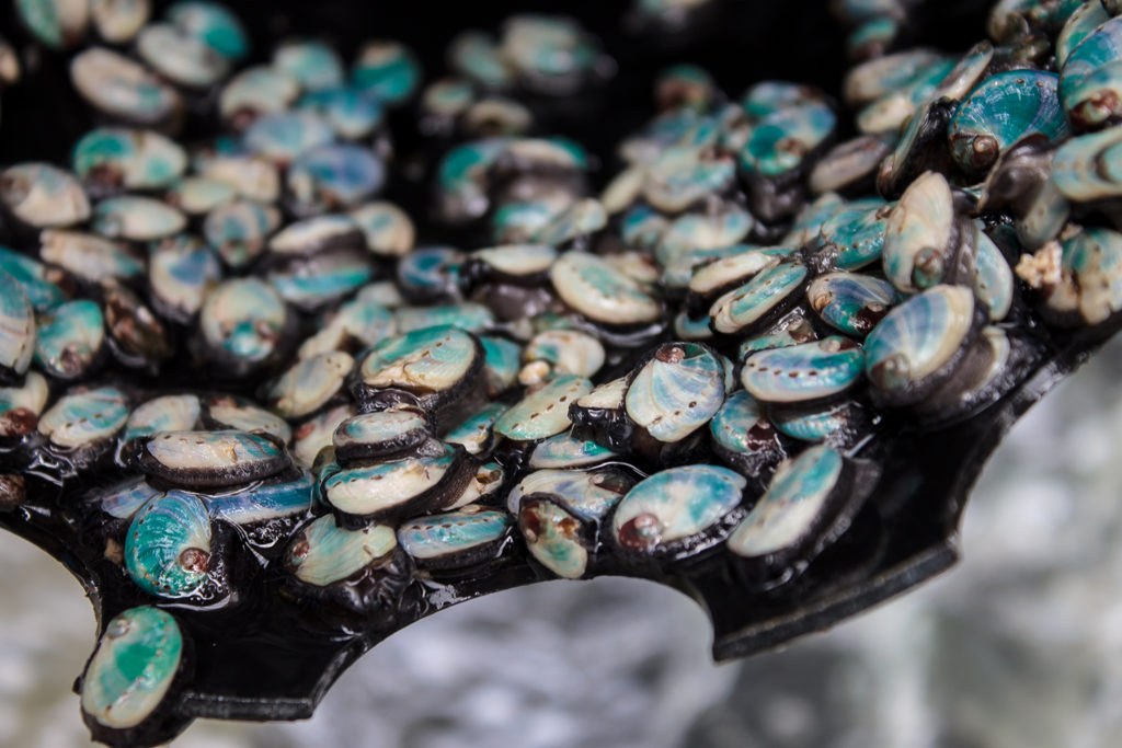 Article image for In South Africa, abalone farming goes for gold
