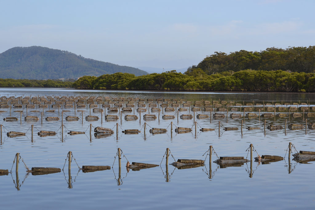 Article image for Poniendo a la vista la acuacultura Australiana