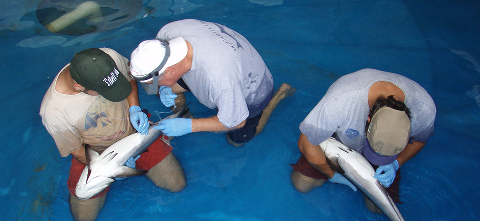 Article image for University of Miami experimental hatchery achieves record cobia spawns, fingerling production