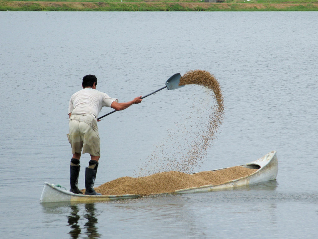 Article image for Ammonia nitrogen dynamics in aquaculture