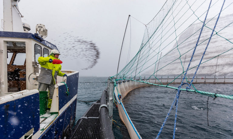 Article image for Para estos productores nórdicos de salmón, está hecho de manera específica