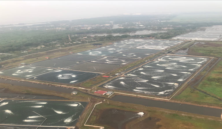 Article image for Shrimp farming in Guatemala has gone intensive