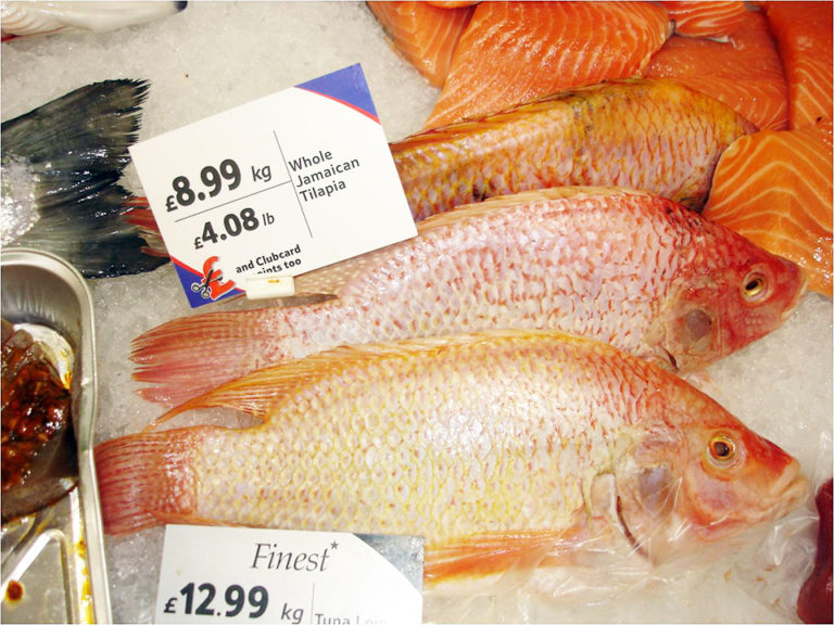 Article image for Expanding tilapia supply meets growing global market