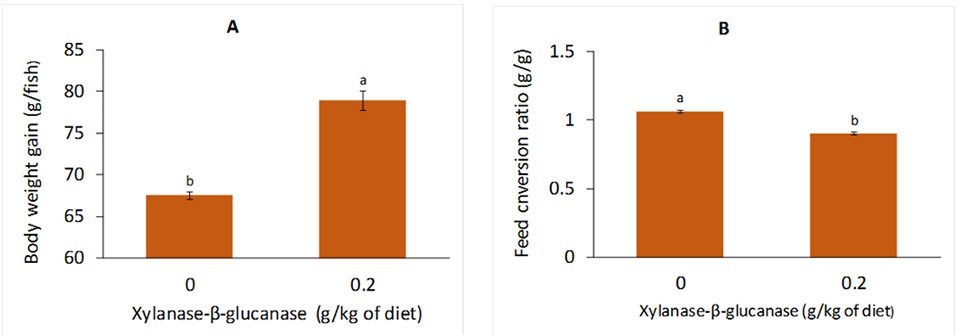 Fig. 1: Body weight gain (A) and feed conversion ratio (B) of Nile tilapia juveniles fed diets supplemented with blend of xylanase and β-glucanase.