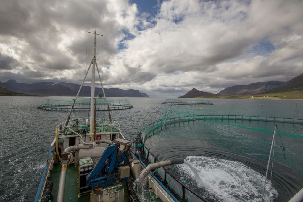 Article image for For these Nordic salmon farmers, it’s niche-ly done