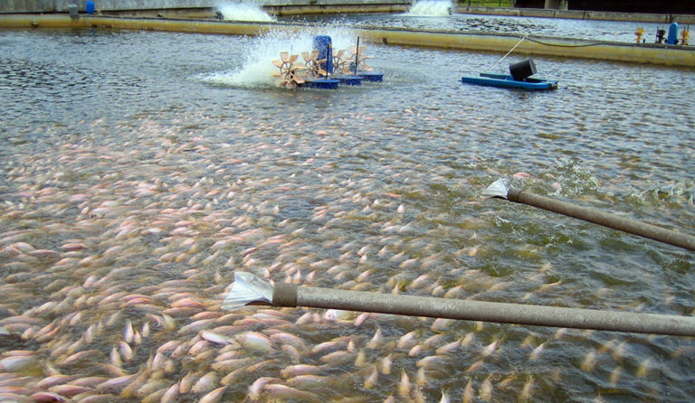 Article image for Organic acids potential replacement for antibiotic treatments of tilapia