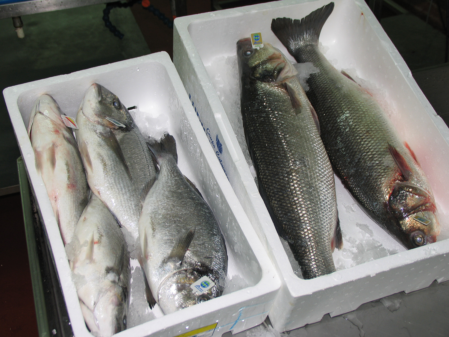 Global finfish production review and forecast: Nearly doubled in a ...