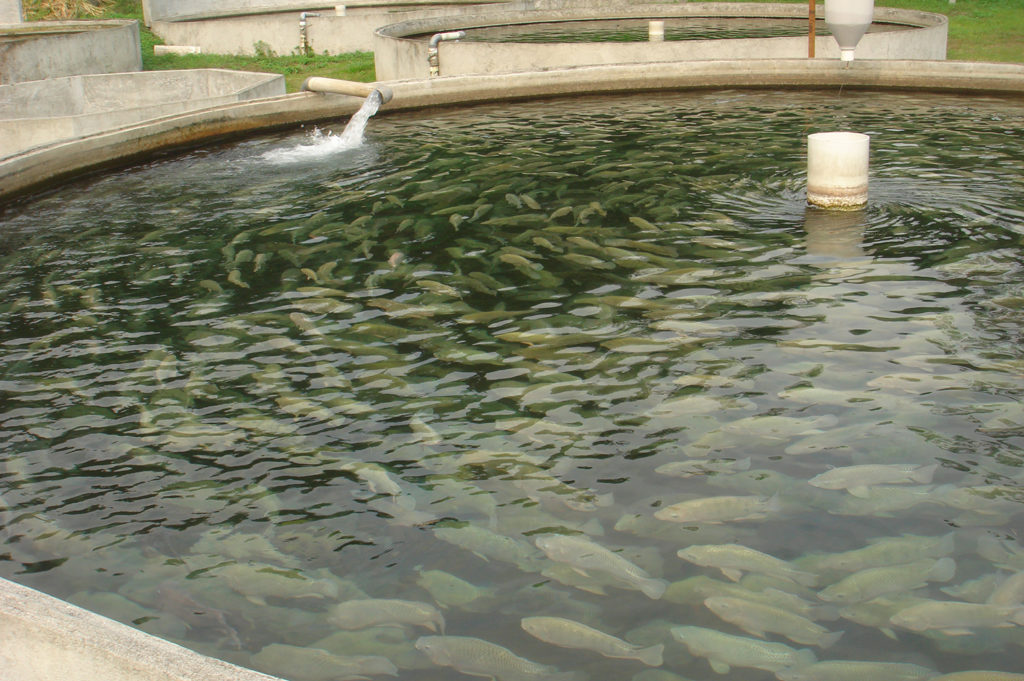 Article image for Temperatura del agua en acuacultura