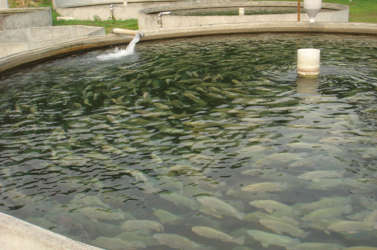 Article image for Water temperature in aquaculture