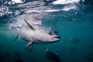 Japan hopes aquaculture can save bluefin tuna