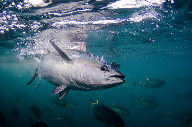 Article image for Japan hopes aquaculture can save bluefin tuna